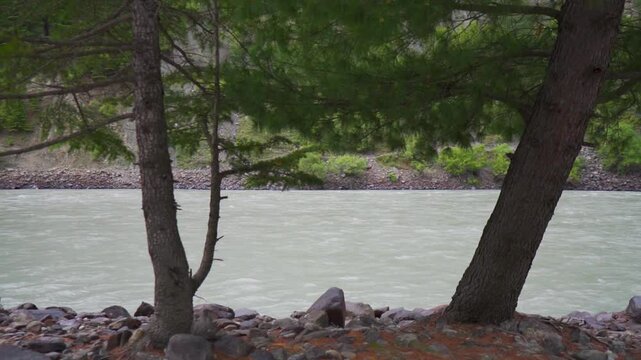 Slow motion shot of river Chenab flowing with two Pine trees in front as seen from Udaipur village in Pattan Valley, Lahaul and Spiti district, Himachal Pradesh, India. Scenic view of Chenab river.