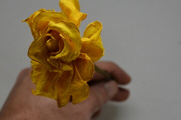 yellow rose on white background