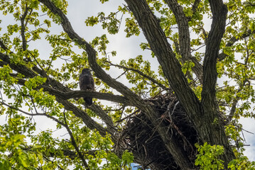 Bald Eaglet Perched On A Tree Branch Near Its Nest In Spring In Wisconsin