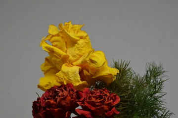 yellow roses on a black background