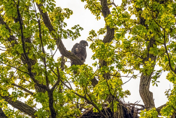 Bald Eaglet Perched On A Tree Branch Near Its Nest In Spring In Wisconsin