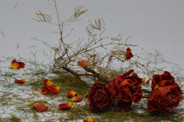 red rose in the snow