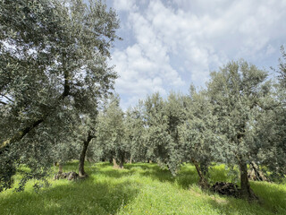 olive trees in the field under blue sky in a sunny day