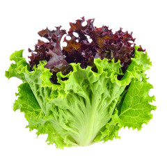 Fresh Green and Red Leaf Lettuce: Vibrant Salad Ingredient on Black Background