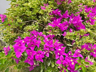 Bougainvillea or Paper flower has pink (Petals are paper-thin). Dark pink flowers blooming on stem. The bracts are heart-shaped.The bracts are often mistaken for flowers and white flower is stamens
