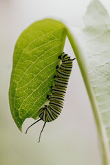 Close-up of a Monarch Caterpillar hanging vertically from a Milkweed leaf