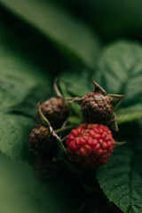 Close-up of ripening raspberries in backyard garden on a humid summer morning in June