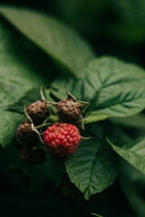 Close-up of ripening raspberries in backyard garden on a humid summer morning in June