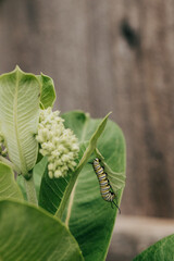 Close-up of a Monarch Caterpillar hanging vertically from a Milkweed leaf