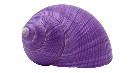 Isolated Purple Seashell