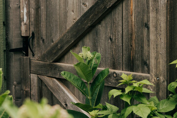 Wide shot of a Monarch Caterpillar hanging vertically from a Milkweed leaf