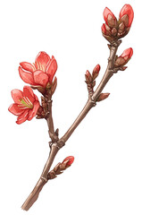 Fototapeta premium Red tsubaki flower with green leaves and stem in watercolor botanical illustration style
