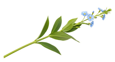 Isolated Forget-Me-Not Flower
