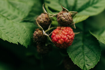 Close-up of ripening raspberries in backyard garden on a humid summer morning in June