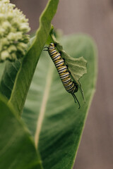 Close-up of a Monarch Caterpillar hanging vertically from a Milkweed leaf