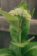 Vertical image of Monarch caterpiller sitting on stem of Milkweed plant in backyard garden during Summer