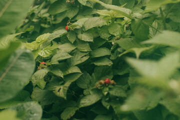 Wide shot of ripening raspberries in backyard garden on a humid summer morning in June
