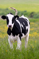 Front view of dairy cow wagging its tail