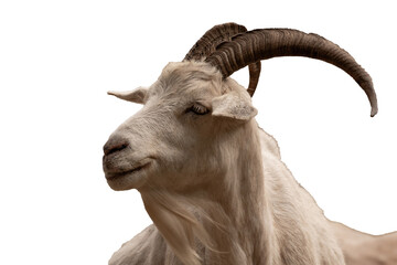Portrait of a goat with impressive horns looking away in a herd