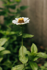 Single white Zinnia in backyard garden in the Midwest on a Summer day in June