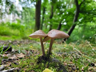 Pair of wild mushrooms growing on moss in a forest