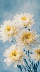 Fototapeta premium White chrysanthemums on a blue background – ideal for sympathy cards, spring-themed designs, floral shop promotions, or wellness visuals