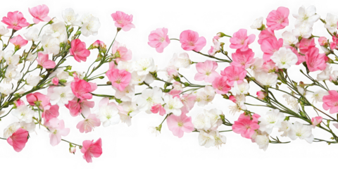 Pink and white flowers floral design on transparent background
