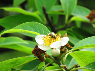 A bee gathers nectar from a blooming Alexandrian laurel (Tamanu) flower, showcasing pollination and the ecological importance of this coastal plant rich in medicinal and environmental value.