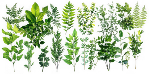 Assorted green foliage arrangement on transparent background