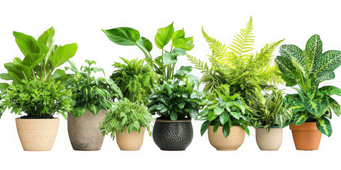 Potted houseplants arrangement on transparent background