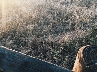 Beautiful abstract grass texture on sunset with reflections and rays of sun. Film effect. Place for...