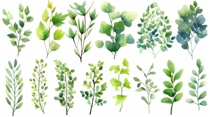 Watercolor pictures of plants. Includes green leaves, herbs, and branches. Great for invites, cards, blogs, posters, and other pretty designs.
