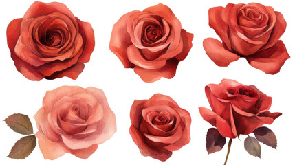 Obraz premium Romantic Set of Red Roses Bouquet Isolated on White Background