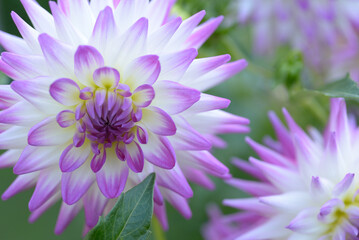 White Dahlia with purple tips