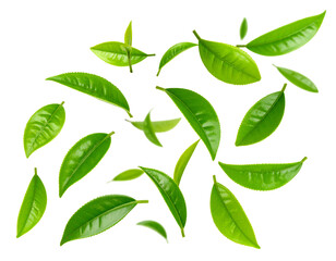 Tea leaves isolated on transparent background