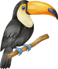 watercolor toucan bird © Je