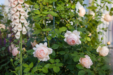 Wollerton Old Hall english roses blooming in summer garden at sunset. Climber shrub grows by foxglove. White creamy flowers