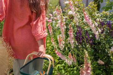 Back view of gardener walking among foxglove flowers admiring plants in summer garden. Digitalis in blossom. Peachy apricot blooms