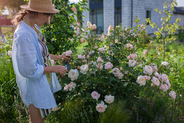 Gardener smelling fragrant roses in summer garden after deadheading spent blooms. Woman holds basket with faded flowers