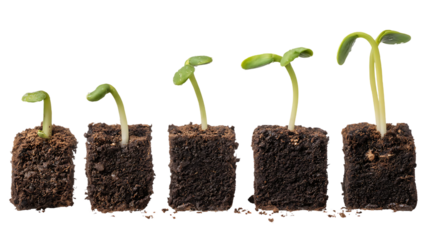Seedlings growing in stages, representing growth and development.