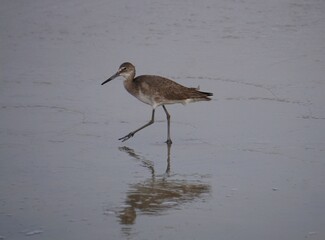 A willet, Tringa semipalmata, a North American sandpiper or shorebird, is wading through the water on a beach on Chincoteague Island, Virginia