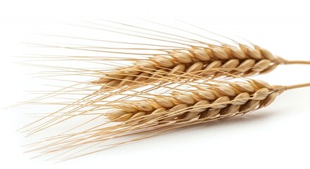 Golden Wheat Stalks: A Close-Up