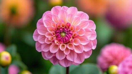 Close-up of a delicate pink dahlia.  Soft focus on petals. Vibrant color