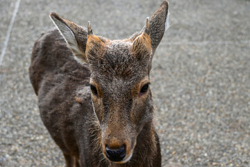 portrait of a deer