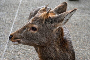 portrait of a deer