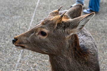 Fototapeta premium portrait of a deer