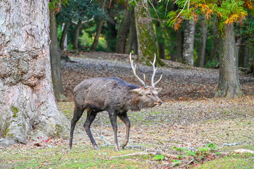 deer in the woods