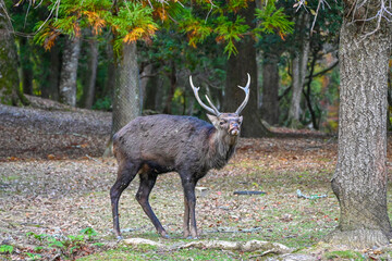 deer in the woods