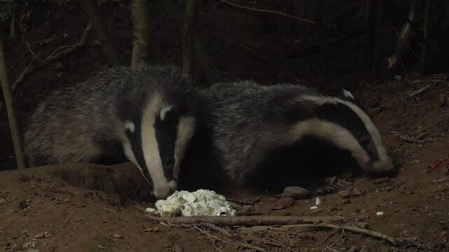 European Badger Cubs (Meles meles) Feeding On Food Put Out By Their Sett In A British Woodland At Dusk, UK