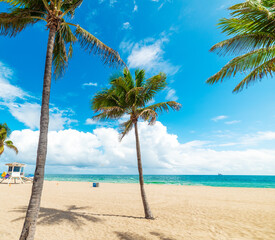 Palm trees by the sea in Fort Lauderdale